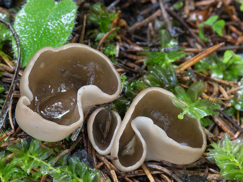 Helvella confusa